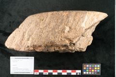 Foto (Objekt + Etikett) von Fern  (NHMW-GEO-2024-0188-11589)